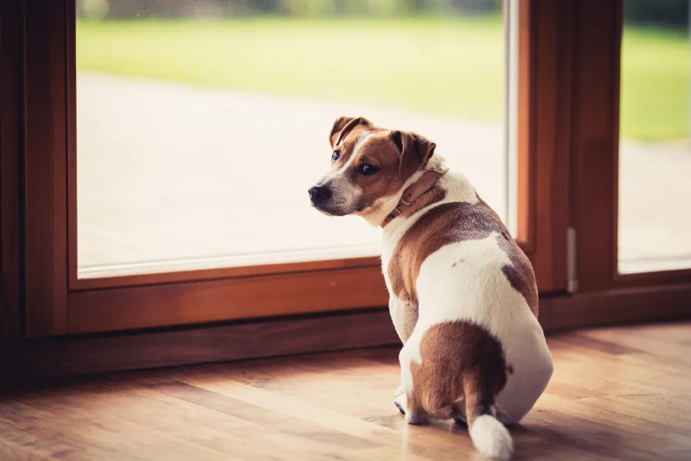 A medium-sized dog licking his butt outside.