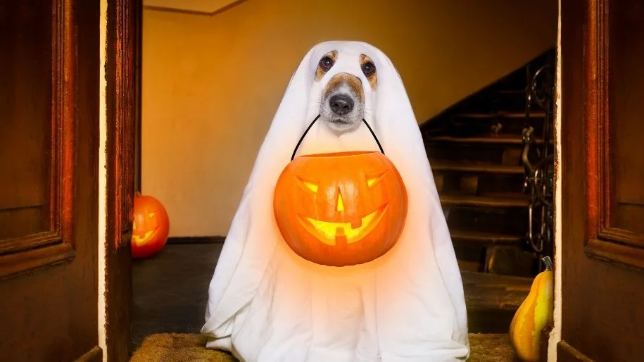 Tips for Throwing a Puptastic Halloween Bash for Dog Owners - MetLife Pet Insurance 