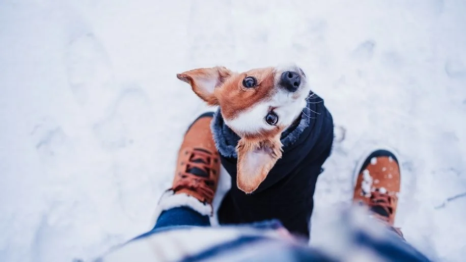 Wintertime Bathing - MetLife Pet Insurance