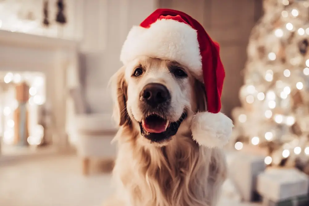 A golden retriever wearing a santa hat sits in a holiday themed room in a home with bokeh lights on a white Christmas tree.