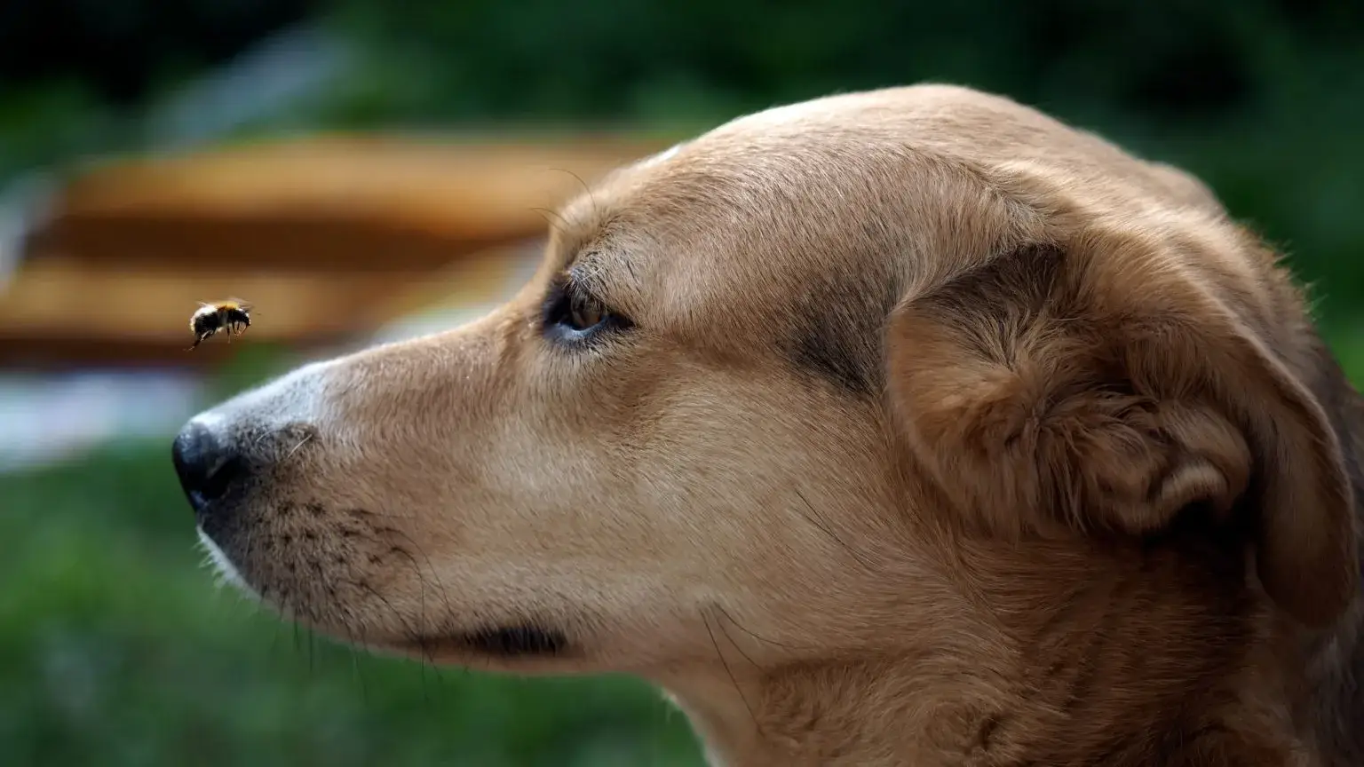 Bee hovering above a dog's nose