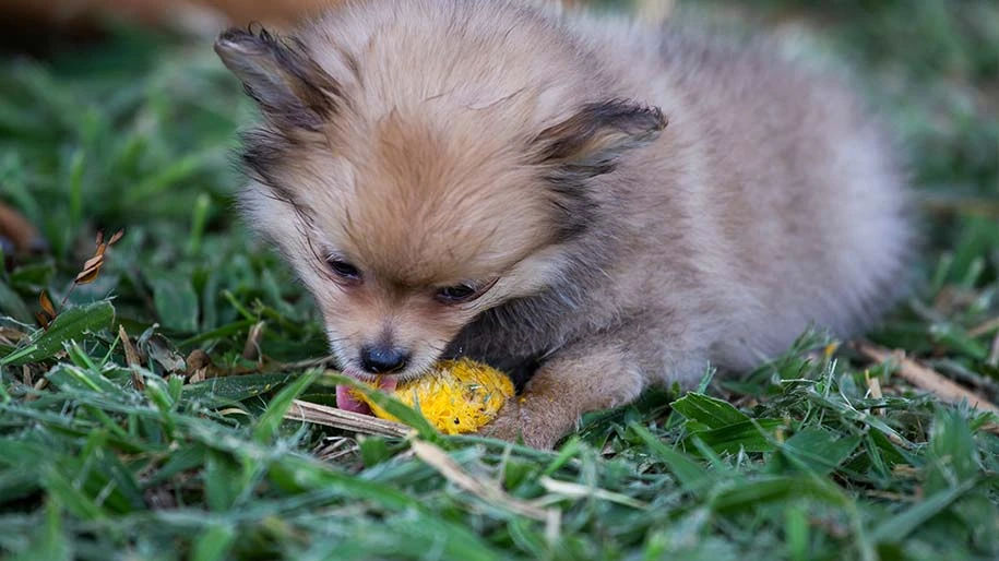 German Spitz dog eating mango in the grass.