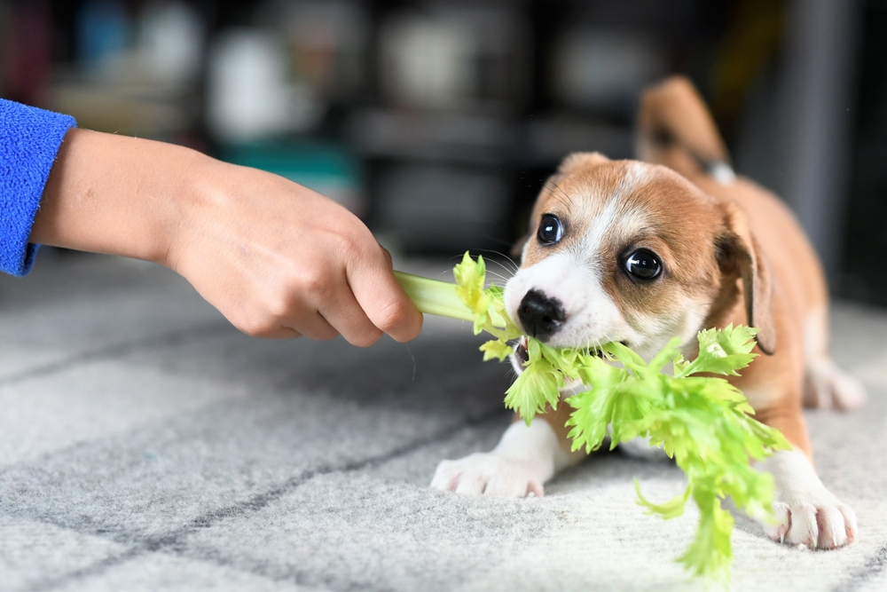 Young puppy playfully tugging at a celery stick from a human hand.