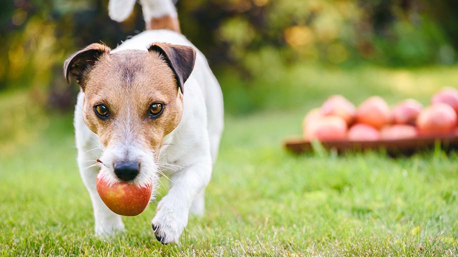 how long dors a dog need to feed