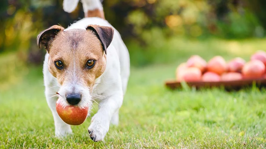 dog fetching apple from pile of apples.