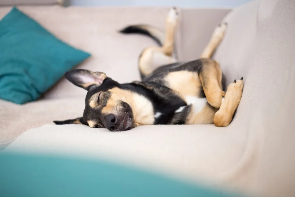 Dog sleeping on a couch