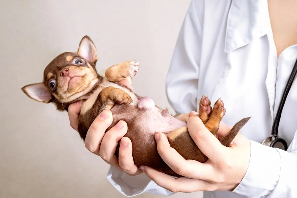 Dog Hernias: Symptoms & Surgery Costs