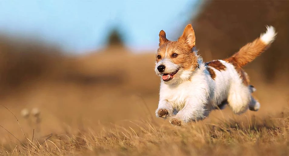 Dog standing in a field