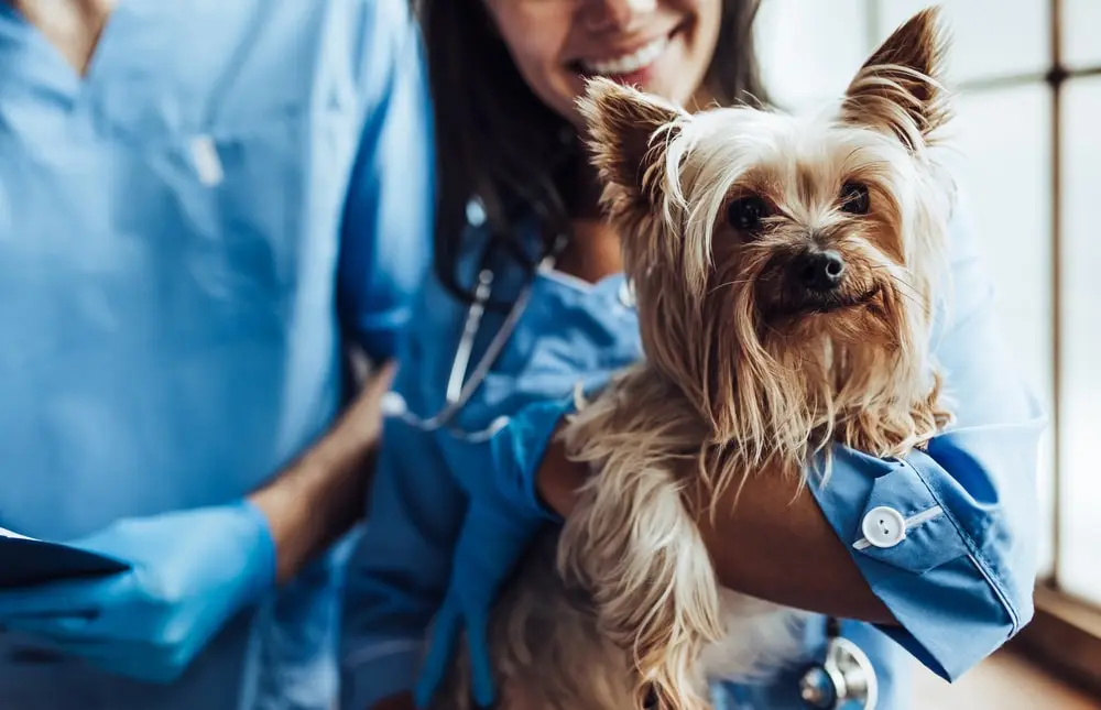 A veterinarian assistant holding a brown Yorkie.