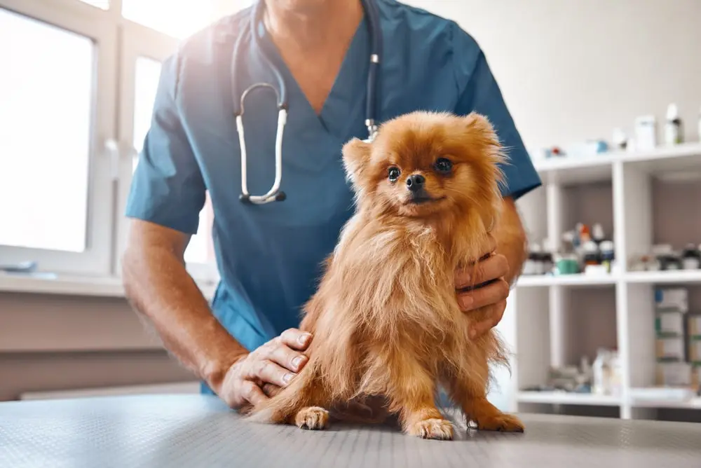 A vet holding a brown toy dog on an exam table.