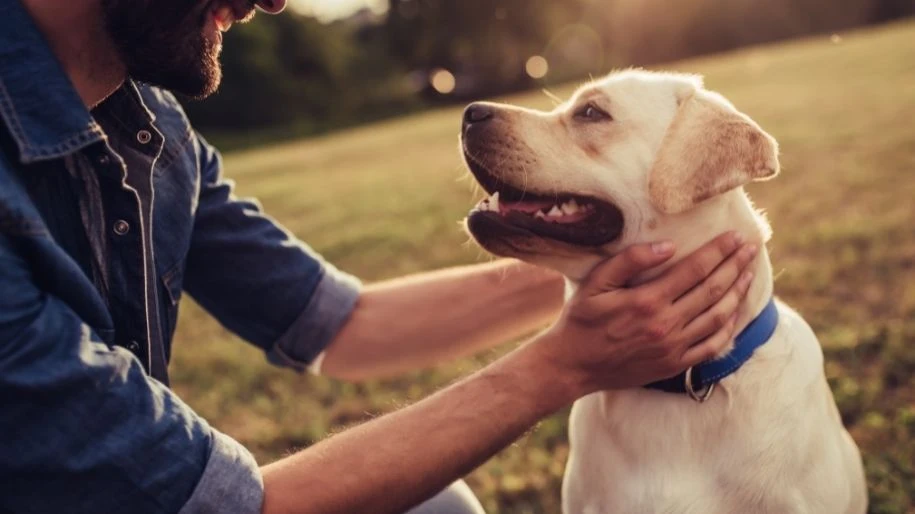 An owner pets their labrador retriever's neck while outside. 