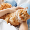 Does My Cat Have Allergies? - MetLife Pet Insurance 