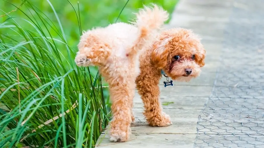 How Often Should my Dog Pee?