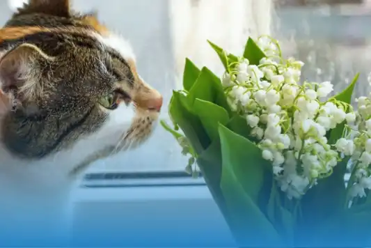 Why Does my Cat Keep Sneezing or Coughing? - MetLife Pet Insurance 