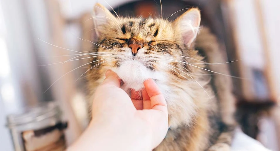 An owner scratches their long-haired cat's chin. 