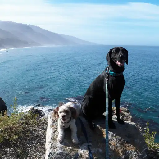 A black lab and small dog sitting on the rocky coast of California’s Pacific Northwest