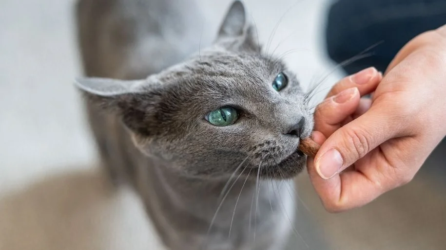 How to Make Homemade Cat Treats