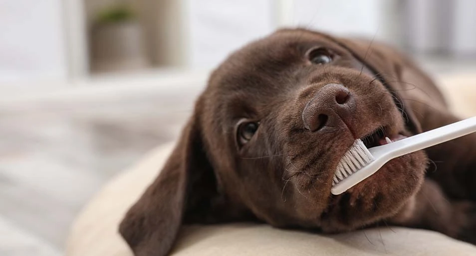 Labrador Retriever puppy chewing on a white toothbrush. 