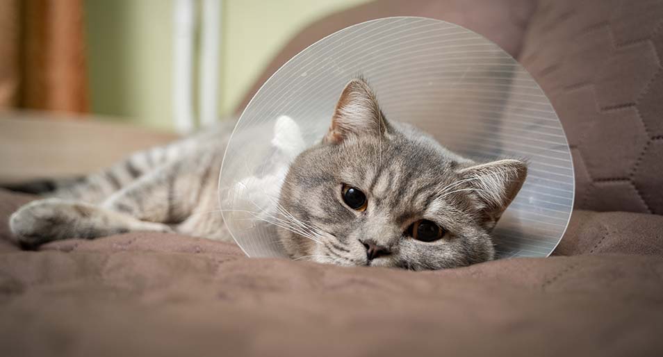 Tired gray cat resting with veterinary cone after surgery at home on the couch.