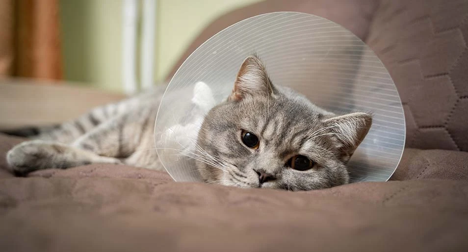 Tired gray cat resting with veterinary cone after surgery at home on the couch.