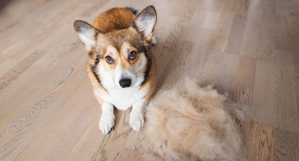 A guilty-looking Corgi next to a pile of shed fur.