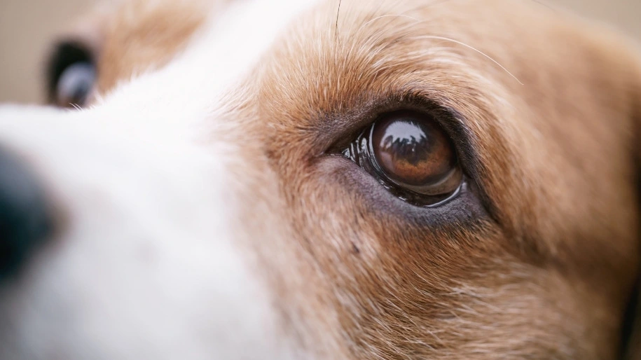Staying On Top of Your Pet's Eye Health - MetLife Pet Insurance 