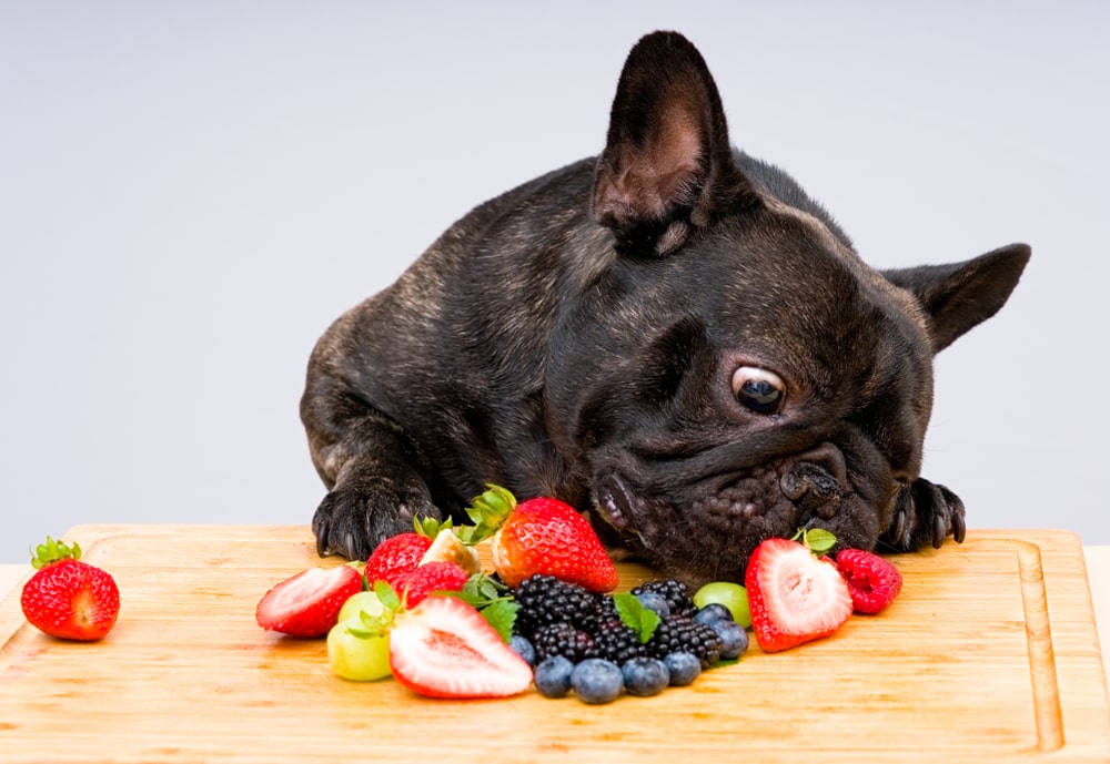 A french bulldog sniffs fruits and berries resting on a cutting board