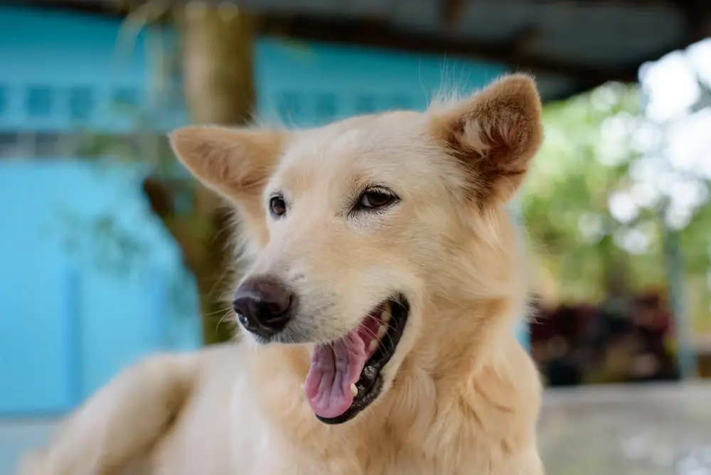 A cream-colored dog with their mouth open spending time outside.