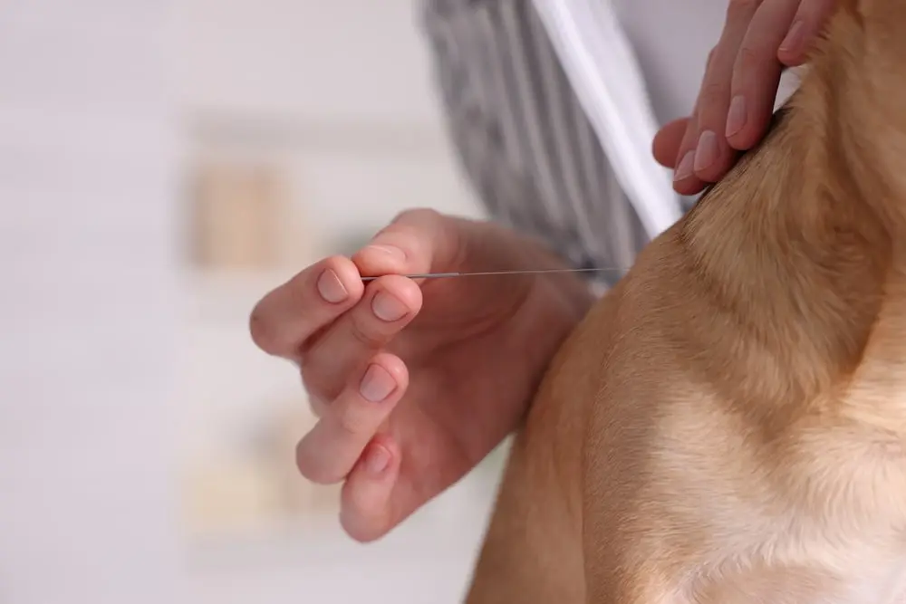 A close-up of a woman vet placing acupuncture needles into a dog. 