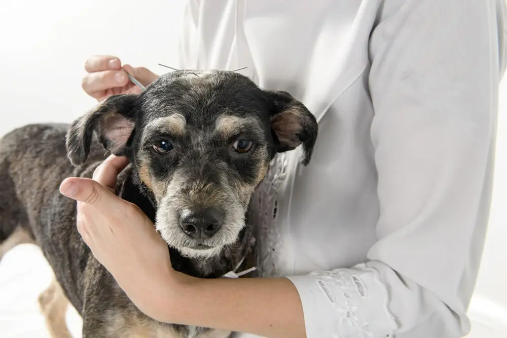 A senior dog in a vet’s arm receiving acupuncture on their shoulder blades 