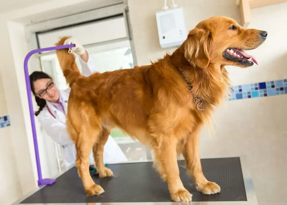 A golden retriever standing on an exam table while a vet lifts its tail and exams its anal glands