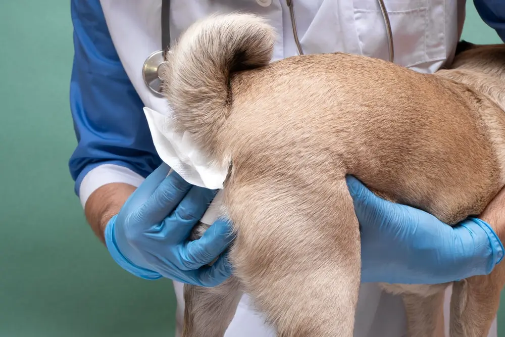 A vet holding the rear end of a small dog and wiping its anus with a paper towel after expressing the dog’s anal glands