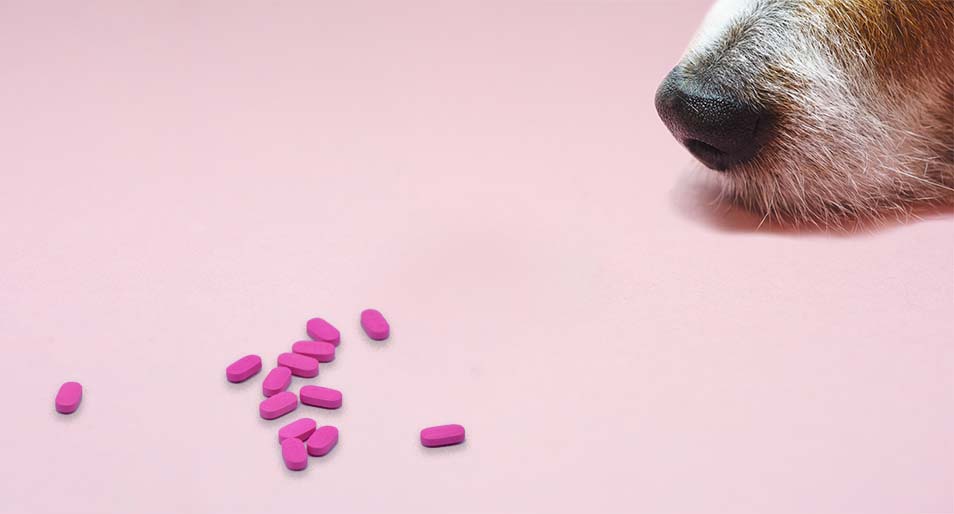Close-up of a dog nose sniffing pink pills.