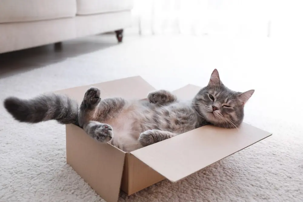 A short-haired, gray and white cat lounges back in a cardboard box. 