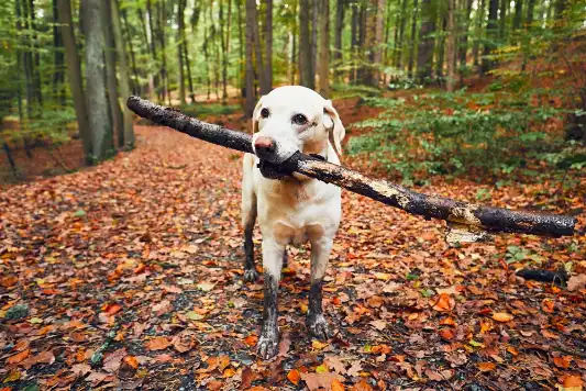 A dog with muddy paws stands in an autumnal forest and holds a large stick in his mouth. 