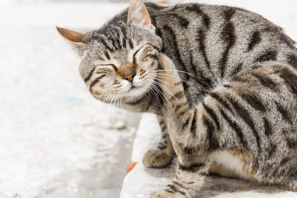  tabby cat scratching itself. 