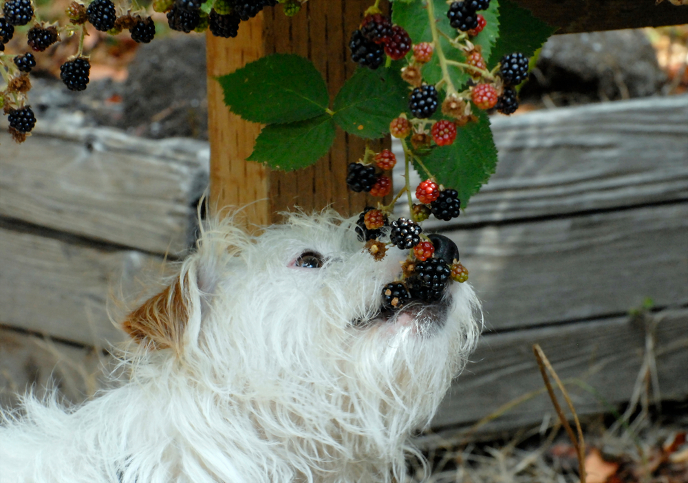 A small white dog eating blackberries off a vine.
