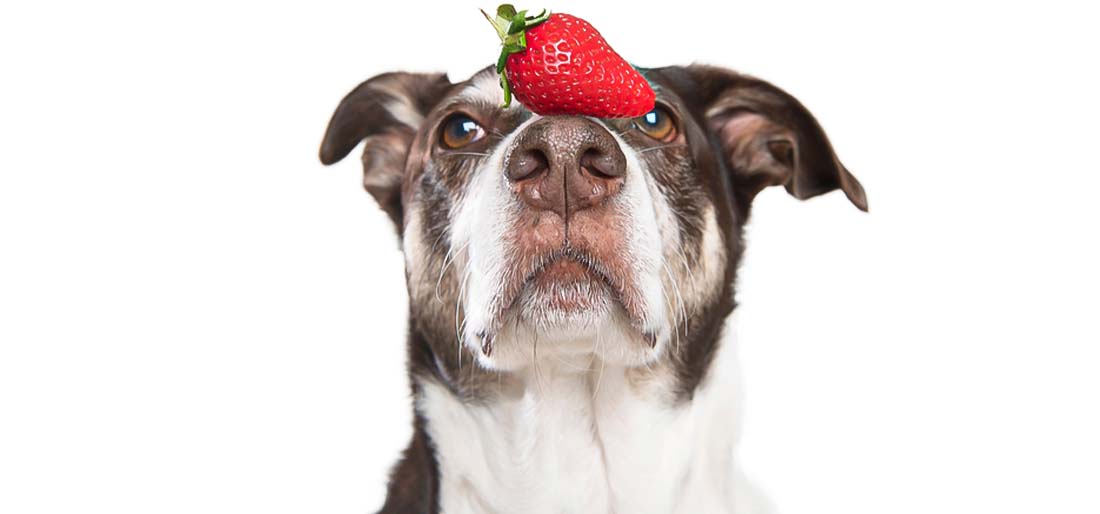 An older dog balances a strawberry on its snout