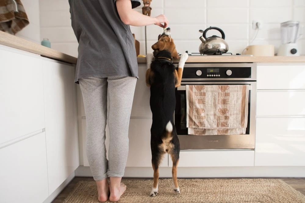 A person at their kitchen counter, preparing a meal. Their dog reaches up to eat a piece of food they are offered. 