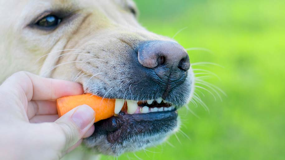 Border collie puppy laying down and eating a carrot.