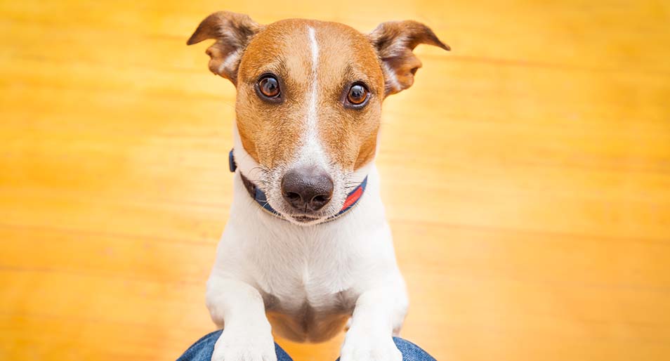 Jack Russell begging at someone’s lap.