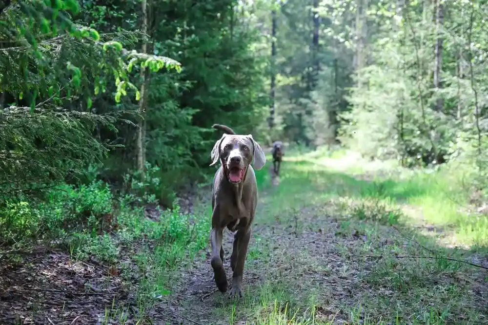 A dog walking through a wooded path