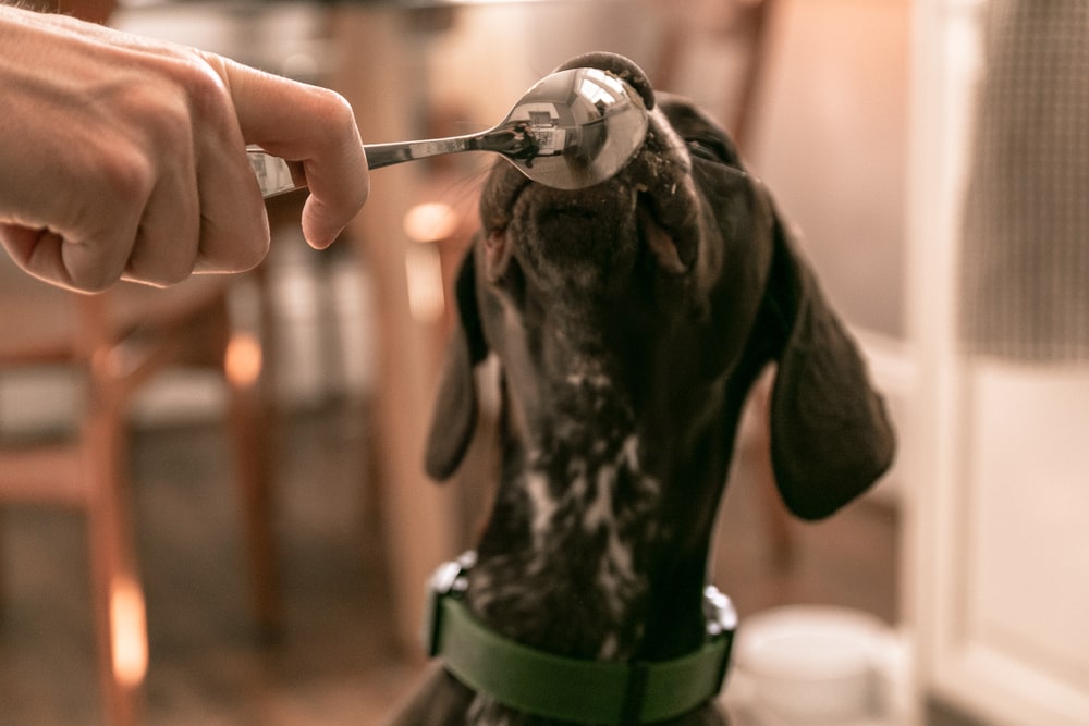 A shorthaired pointer dog licks a silver spoon of peanut butter.