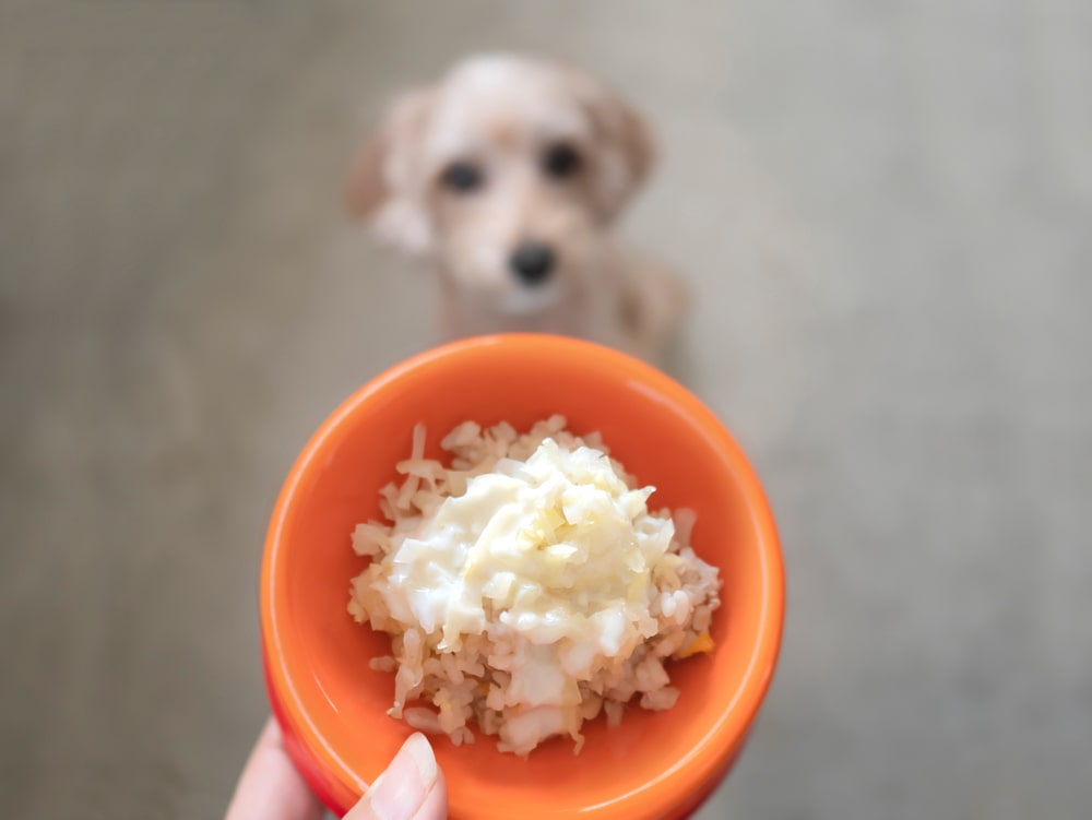 A small, white dog staring at rice.