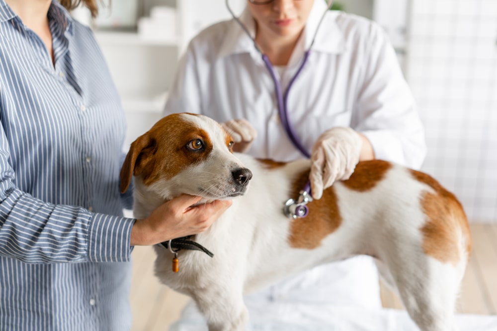 A veterinarian listens to a dog’s heart with a stethoscope.