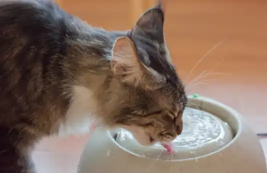 A short-haired cat drinks water from a dish. 