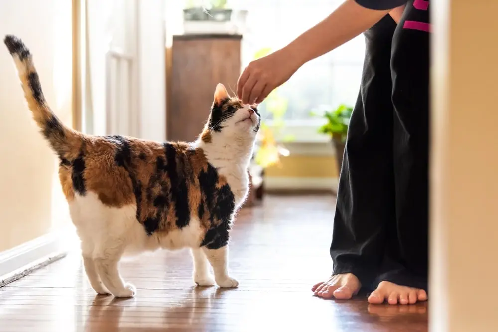 A hand holding a treat out for a calico cat.