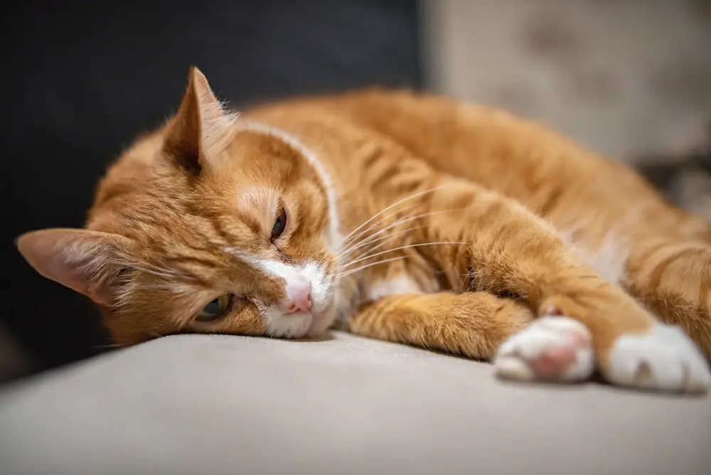A ginger cat resting on a couch.