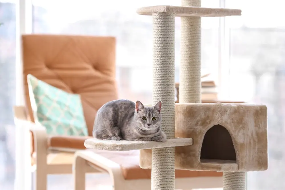 A tabby cat sits on the platform of a cat tree.