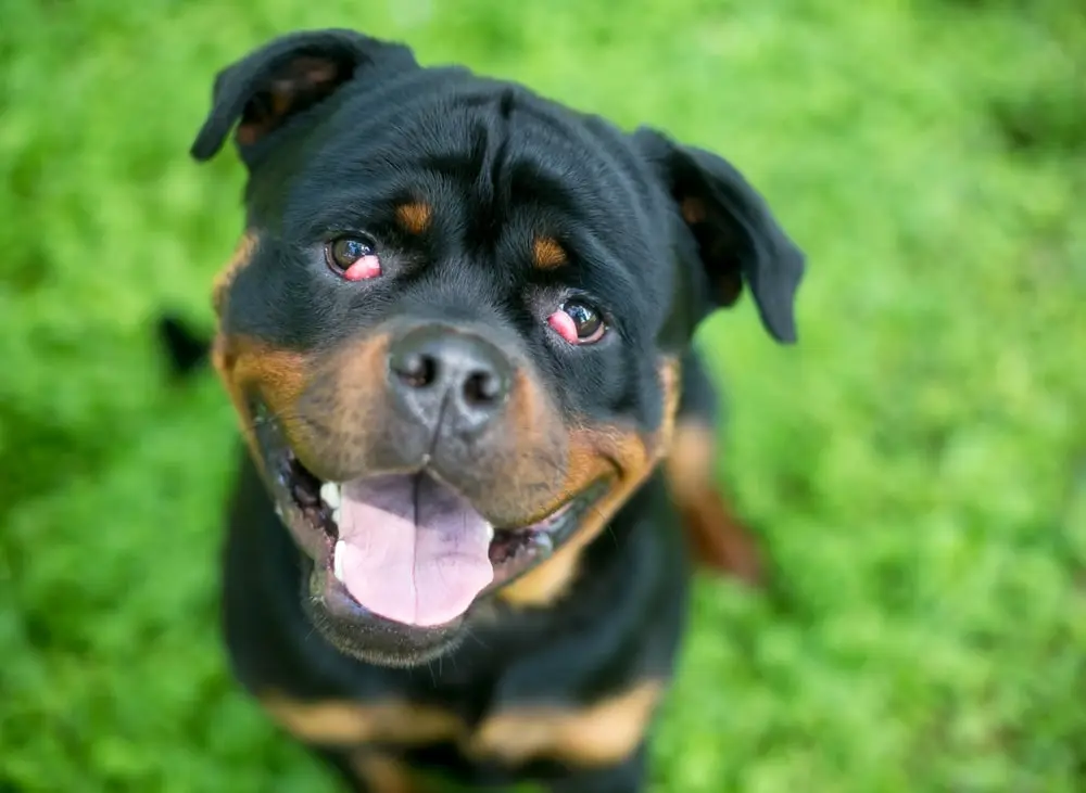 A Rottweiler with cherry eye in both eyes